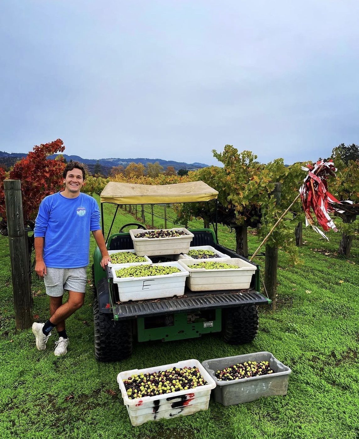 Payton with bins of freshly harvested olives in a Napa vineyard